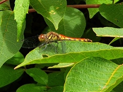 Sympetrum darwinianum