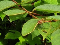 Sympetrum darwinianum