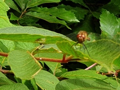 Sympetrum darwinianum