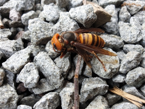 Northern giant hornet