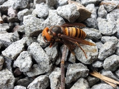 Vespa mandarinia japonica