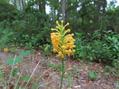 Platanthera cristata