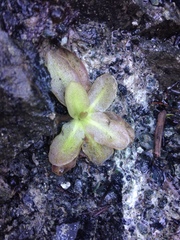 Pinguicula