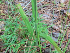Platanthera cristata