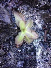 Pinguicula