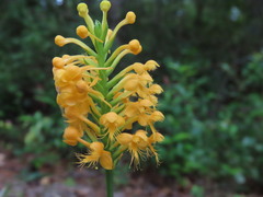 Platanthera cristata