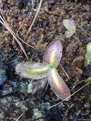 Pinguicula