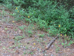 Platanthera cristata