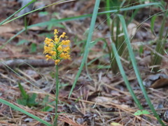 Platanthera cristata