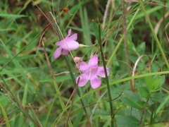 Agalinis linifolia