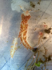 Coryphella cooperi
