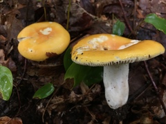 Russula ochroleucoides