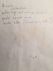 Russula ochroleucoides