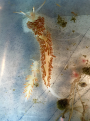 Coryphella cooperi