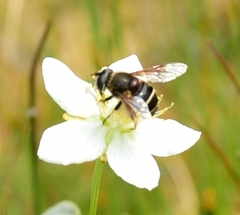 Eristalis cryptarum