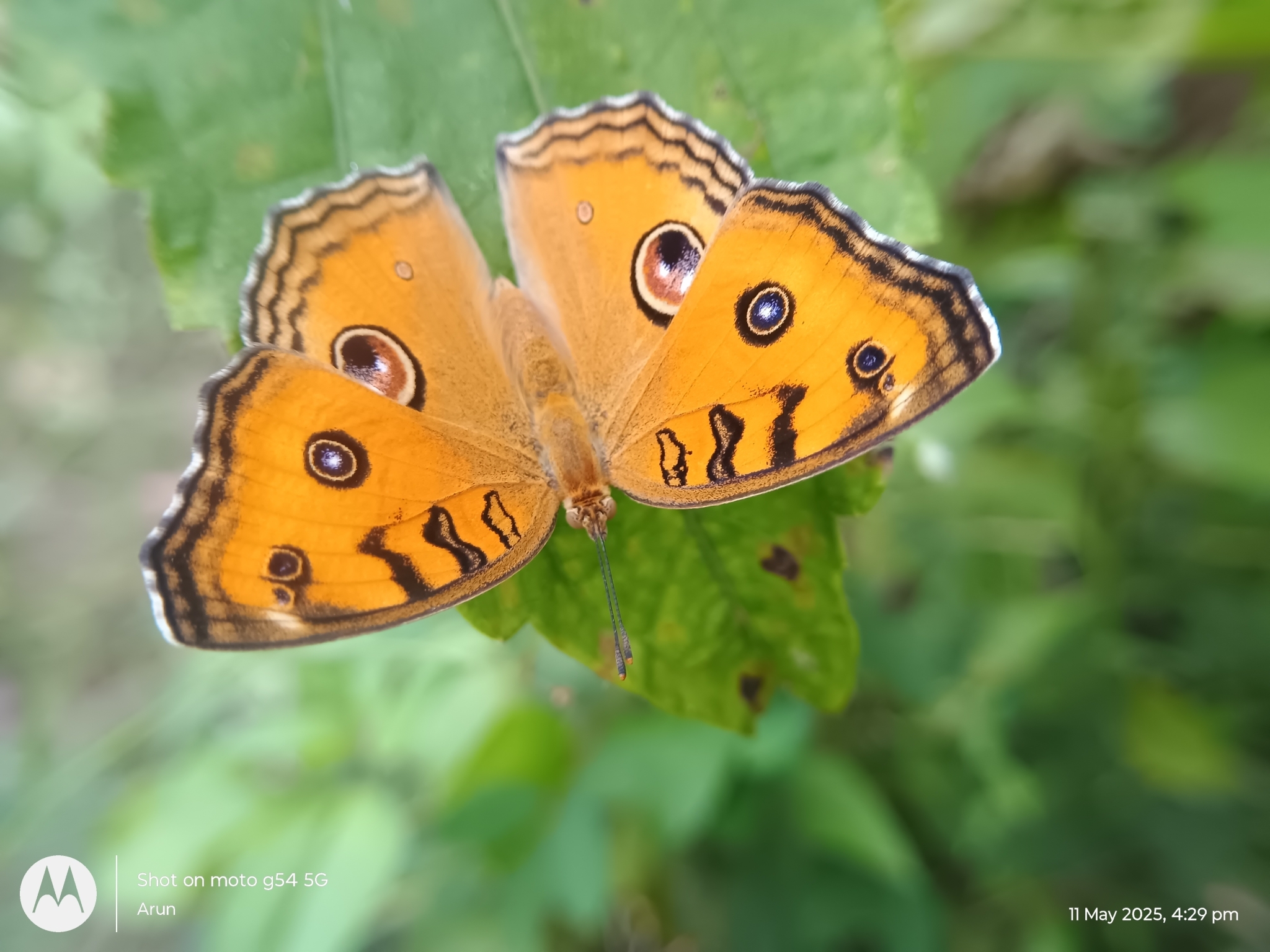 Peacock Pansy