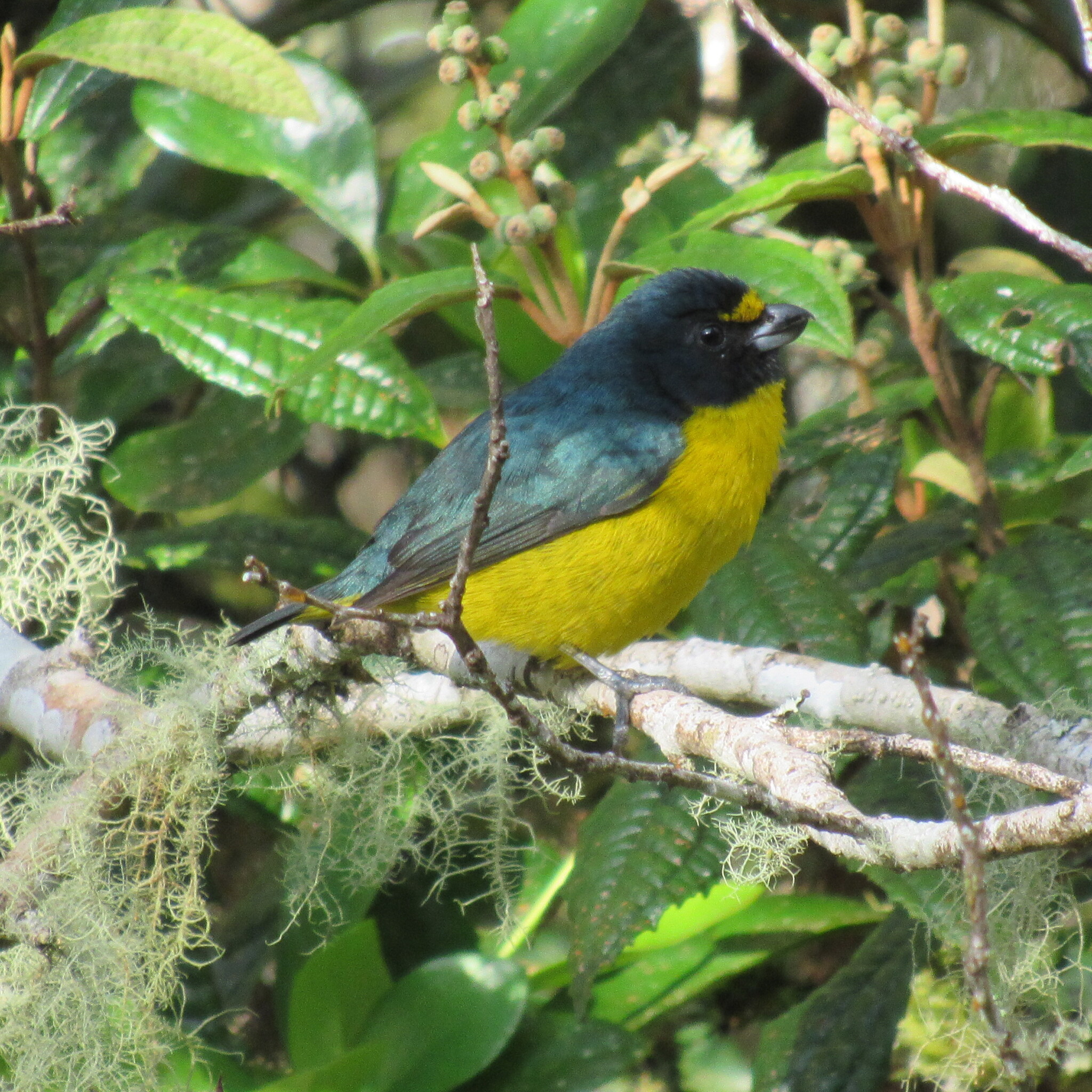 Green-chinned Euphonia (Euphonia chalybea), photo 10
