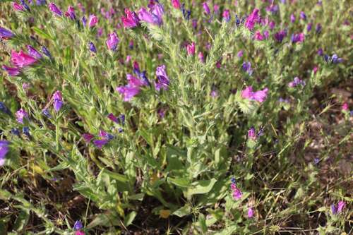 purple viper's-bugloss