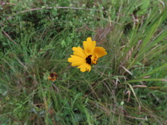 Coreopsis falcata