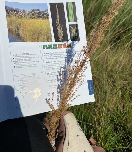 Wireleaf Daba Grass