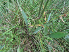 Coreopsis falcata