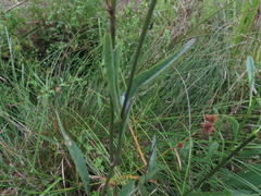 Coreopsis falcata