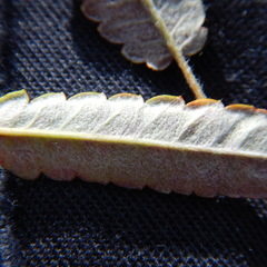Dryas integrifolia sylvatica