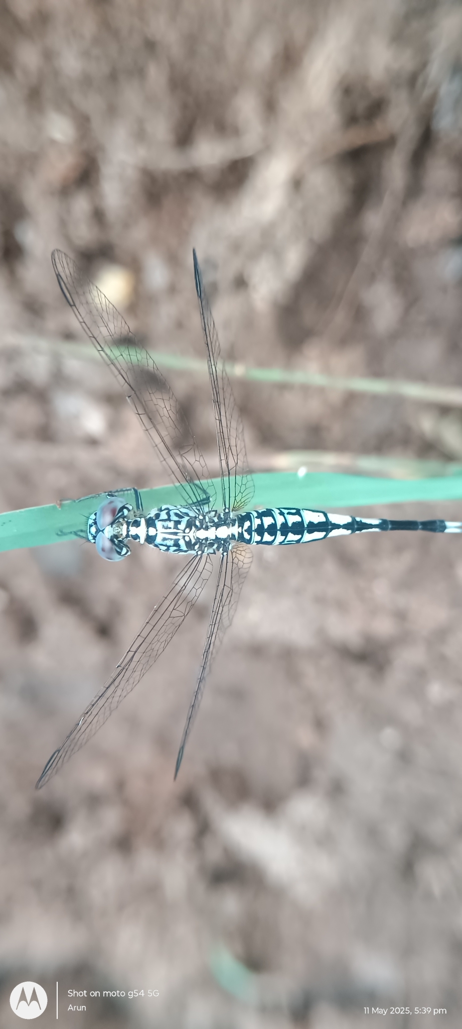 Trumpet-Tail