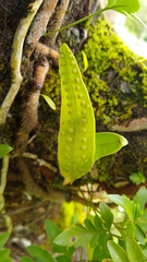 Lemmaphyllum accedens