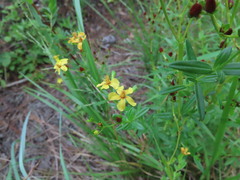 Hypericum cistifolium