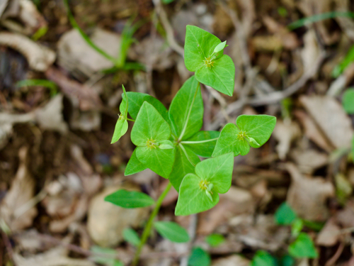 Euphorbia sieboldiana iNat (1)