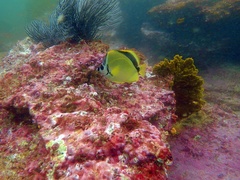 Johnrandallia nigrirostris