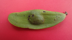 Tachigali densiflora