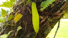 Lemmaphyllum accedens