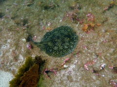 Urobatis tumbesensis