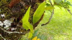 Lemmaphyllum accedens