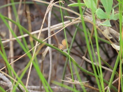 Brephidium pseudofea