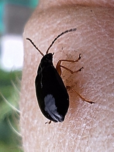 Luperus xanthopoda