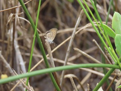 Brephidium pseudofea