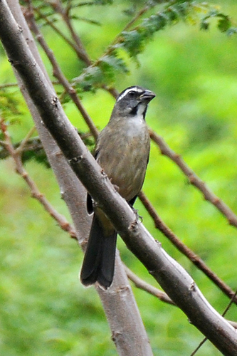Green-winged Saltator (Saltator similis), photo 8