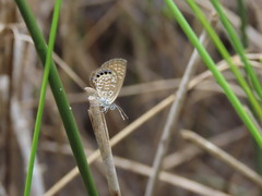 Brephidium pseudofea