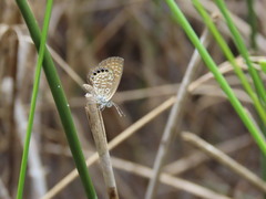 Brephidium pseudofea