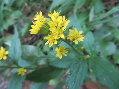 Solidago decurrens (Solidago decurrens)
