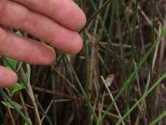 Brephidium pseudofea