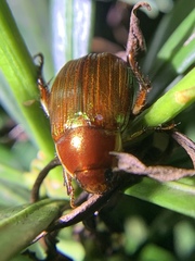 Callistethus marginatus