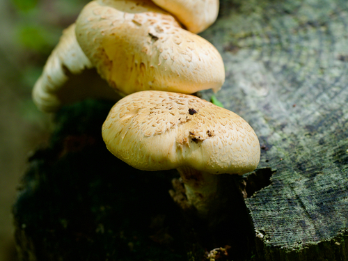 Neolentinus lepideus