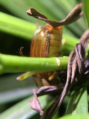 Callistethus marginatus