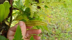 Lemmaphyllum accedens