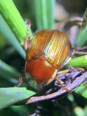 Callistethus marginatus