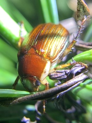 Callistethus marginatus